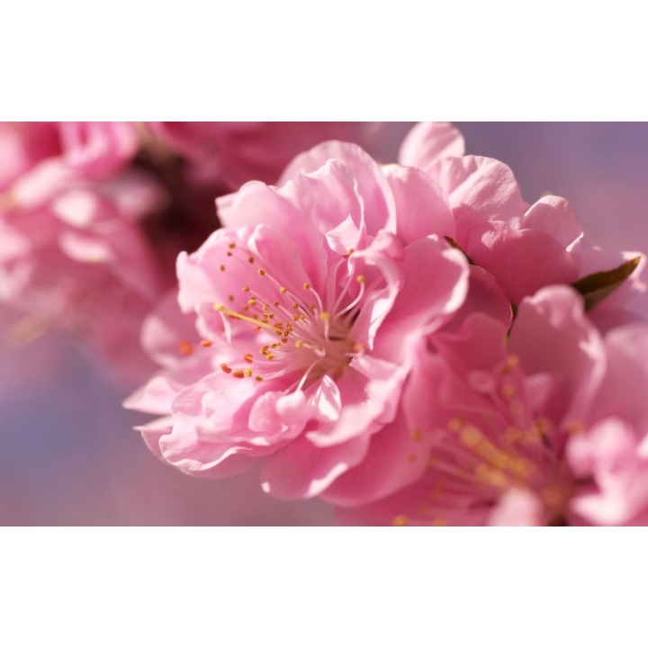 Tablou canvas Flori model 1, 100x70 cm