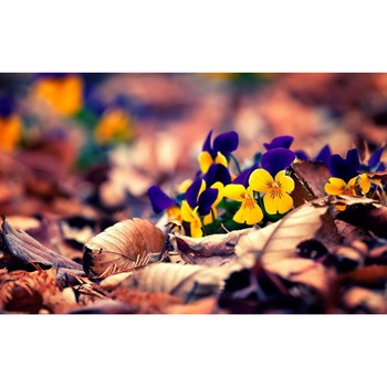 Fototapet autoadeziv Flori model 3, 75x110 cm Fototapet autoadeziv Flori model 3, 75x110 cm