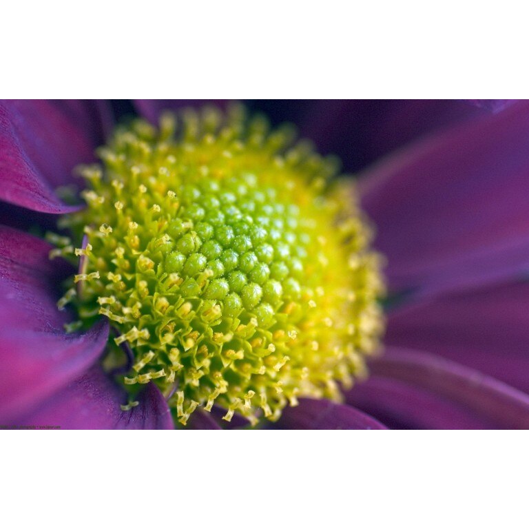 Tablou canvas Flori model 32, 60x40 cm