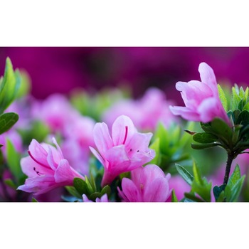 Fototapet autoadeziv Flori model 21, 75x115 cm Fototapet autoadeziv Flori model 21, 75x115 cm