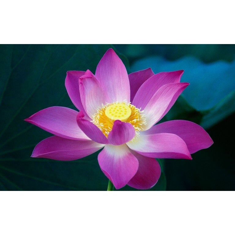 Fototapet autoadeziv Flori model 22, 75x115 cm