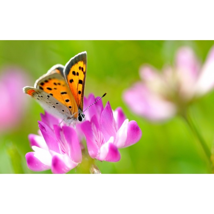 Fototapet autoadeziv Canvas Polenizare violeta, 100x70 cm