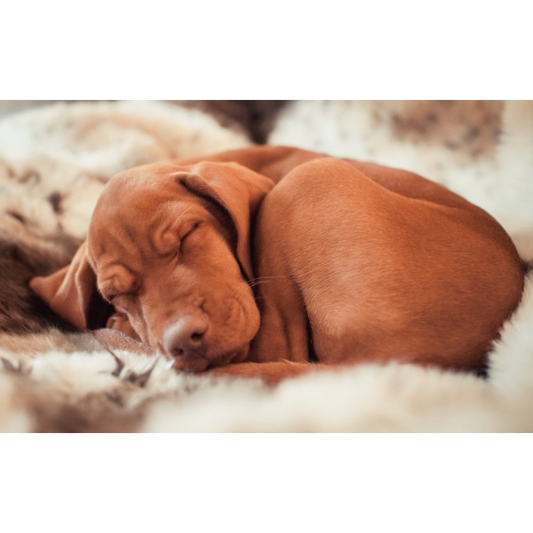 Tablou canvas Catelul adormit, 60x40 cm