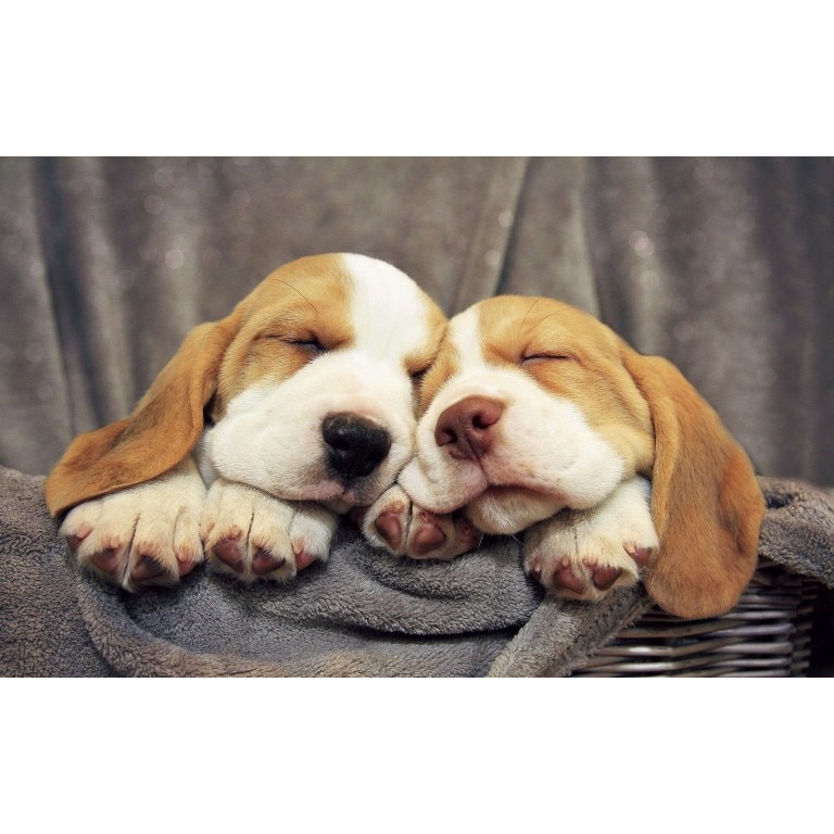 Tablou canvas Un cos cadou, 50x35 cm