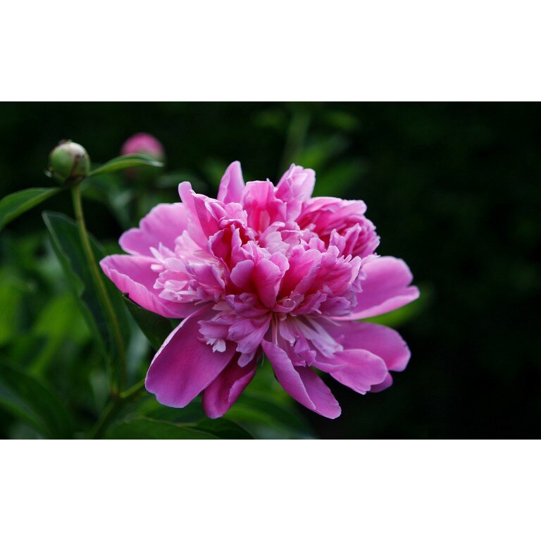 Tablou canvas Flori model 26, 60x40 cm