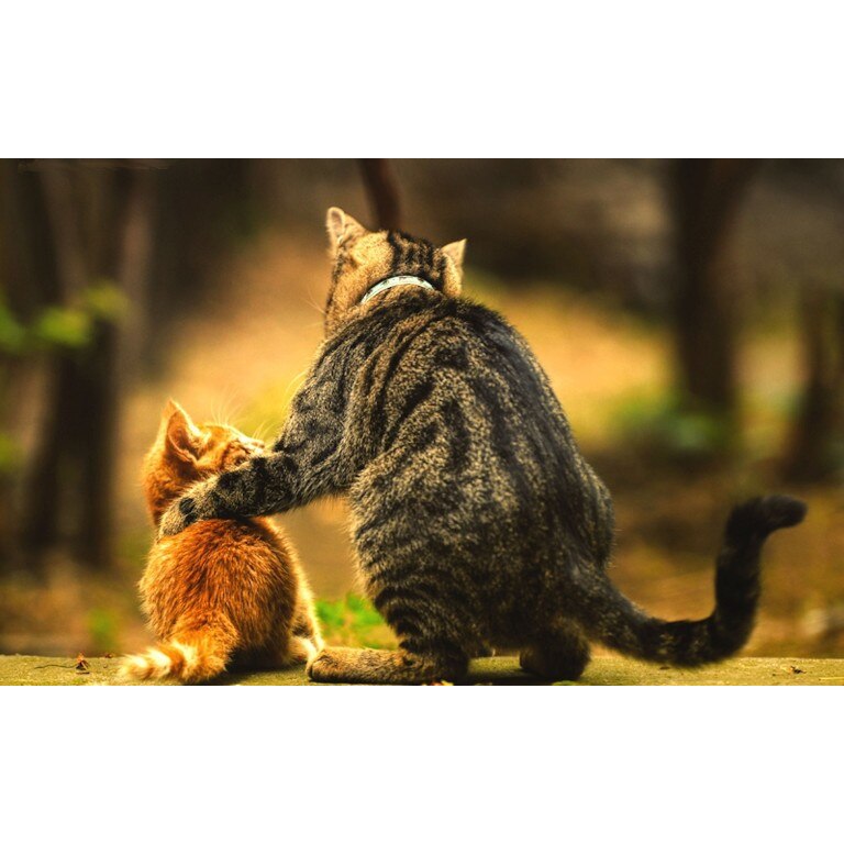 Tablou canvas Prieteni felini, 60x40 cm