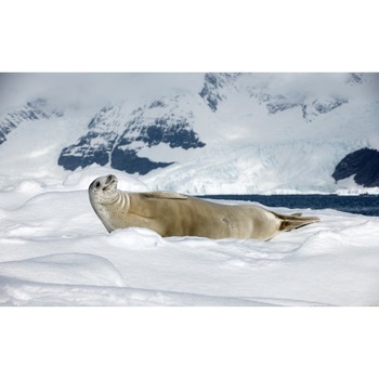 Tablou canvas Dezmatul alb, 60x40 cm Tablou canvas Dezmatul alb, 60x40 cm