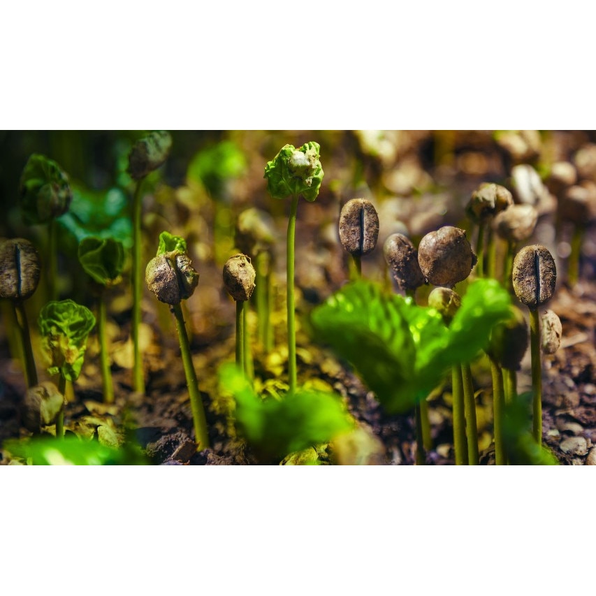 Tablou canvas Boabe de cafea, 60x40 cm