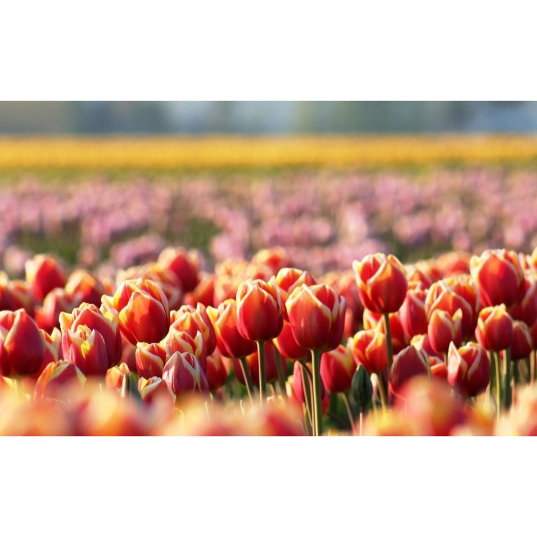 Tablou canvas Flori model 9, 60x40 cm