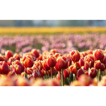 Tablou canvas Flori model 9, 50x35 cm Tablou canvas Flori model 9, 50x35 cm