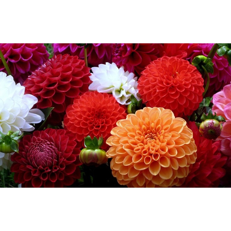 Tablou canvas Flori model 14, 50x90 cm