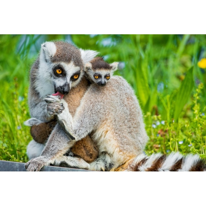 Fototapet autoadeziv Lemurienii, 75x115 cm