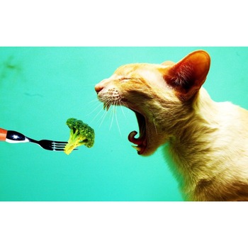 Tablou canvas Brocolli felin, 75x50 cm Tablou canvas Brocolli felin, 75x50 cm