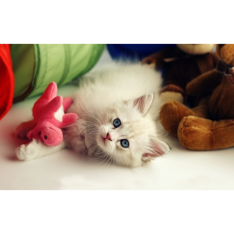 Tablou canvas Vrei sa ne jucam, 60x40 cm