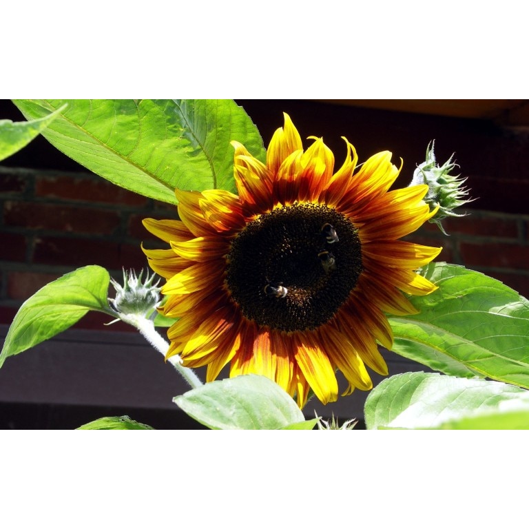 Tablou canvas Flori model 27, 75x50 cm