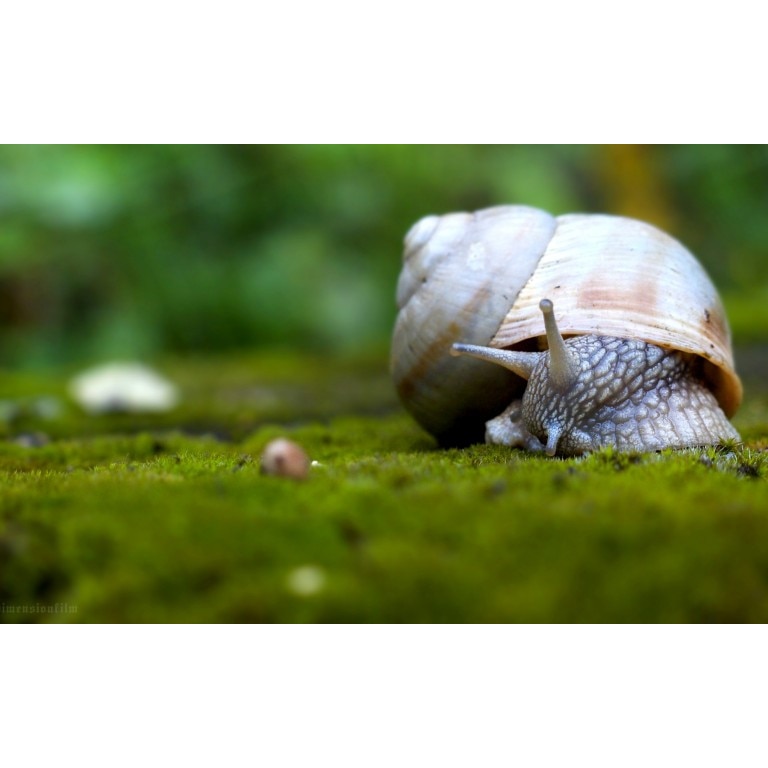 Tablou canvas Melc, 60x40 cm