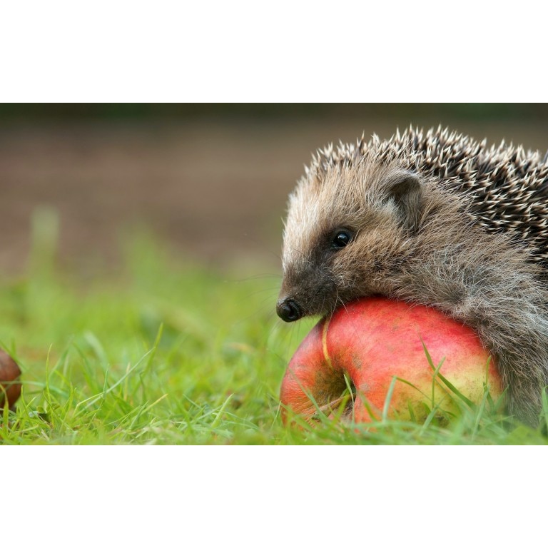 Tablou canvas Ariciul si prada, 75x50 cm