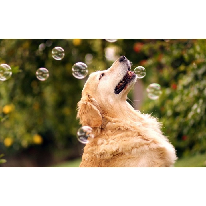 Öntapadós tapéta Kutya játszó, 90x130 cm