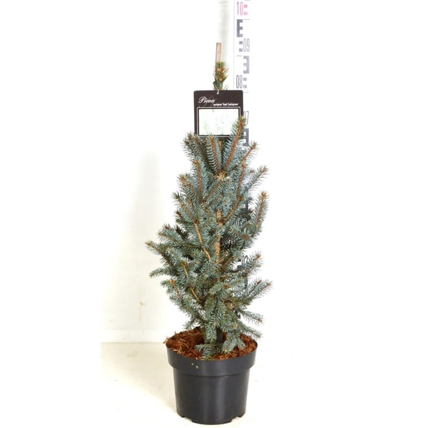 Molid conic argintiu altoit - Picea Pungens Iseli Fastigiata 60 - 80 cm