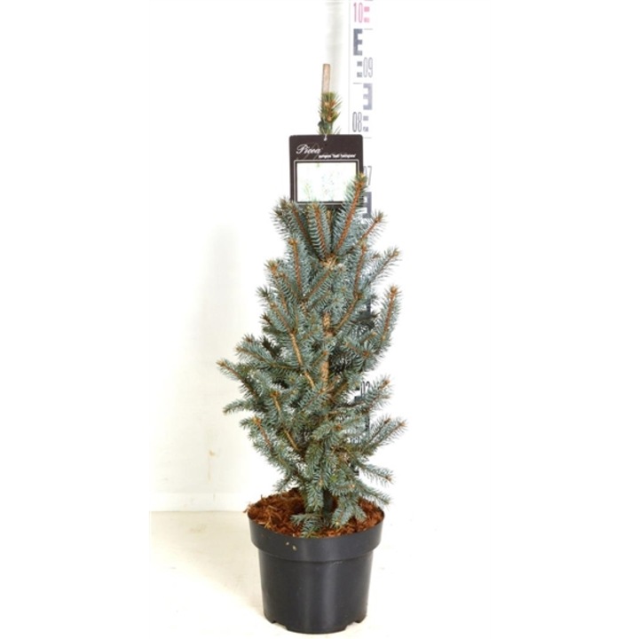 Molid conic argintiu altoit - Picea Pungens Iseli Fastigiata 60 - 80 cm