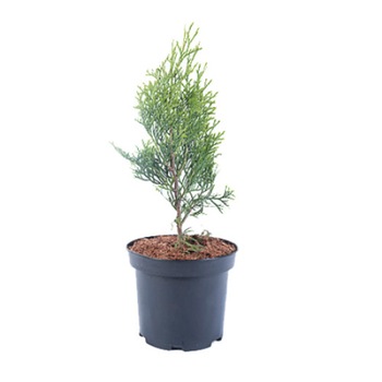 Tuia - Thuja Occidentalis Smaragd 30 - 40 cm Tuia - Thuja Occidentalis Smaragd 30 - 40 cm