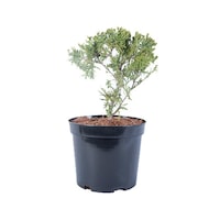tuia - thuja occidentalis umbraculifera - diametru 20 - 30 cm imagen 20_1_
0