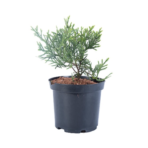 Tuiopsis - Thujopsis Dolabrata - diametru 30 - 40 cm