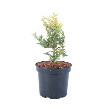 Tuia - Thuja Occidentalis Jantar 20 - 30 cm Tuia - Thuja Occidentalis Jantar 20 - 30 cm