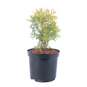 Tuia - Thuja Occidentalis Golden Globe - diametru 20 - 30 cm Tuia - Thuja Occidentalis Golden Globe - diametru 20 - 30 cm
