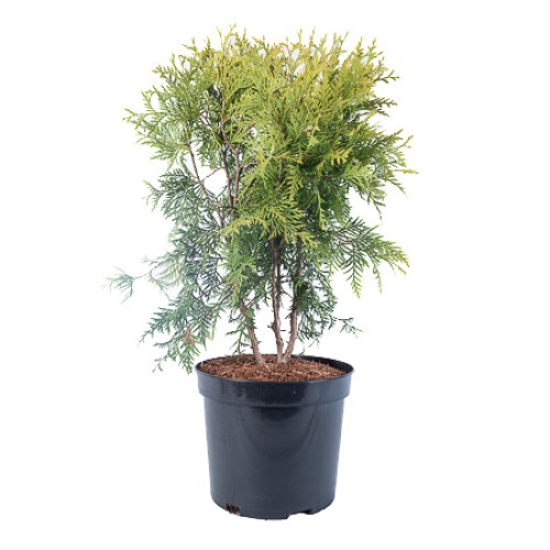 Tuia - Thuja Occidentalis Golden Globe - diametru 30 - 40 cm