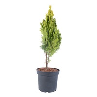 tuia - thuja orientalis pyramidalis aurea 70 - 90 cm imagen 14_0_
0