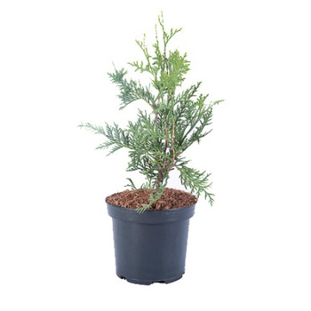 Tuia - Thuja Occidentalis Meineche's Zwerg 30 - 40 cm Tuia - Thuja Occidentalis Meineche's Zwerg 30 - 40 cm