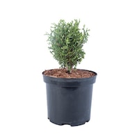 tuia - thuja occidentalis little giant - diametru 10 - 20 cm imagen 52_0_
0