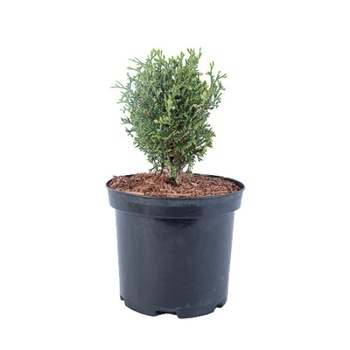 Tuia - Thuja Occidentalis Little Giant - diametru 10 - 20 cm Tuia - Thuja Occidentalis Little Giant - diametru 10 - 20 cm