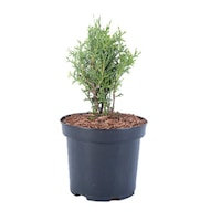 tuia - thuja occidentalis kobold 20 - 30 cm imagen 13_0_
0