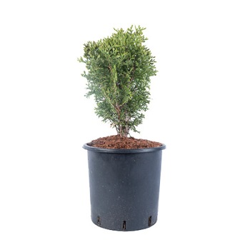 Tuia - Thuja Occidentalis Little Giant - diametru 20 - 30 cm Tuia - Thuja Occidentalis Little Giant - diametru 20 - 30 cm