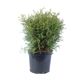Tuia - Thuja Occidentalis Mr. Bowling Ball - diametru 10 - 20 cm Tuia - Thuja Occidentalis Mr. Bowling Ball - diametru 10 - 20 cm