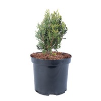 tuia - thuja plicata kornik diametru 20 - 30 cm imagen 19_1_
0