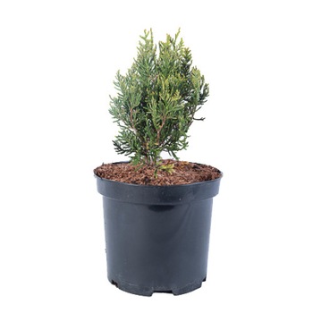 Tuia - Thuja Plicata Kornik diametru 20 - 30 cm Tuia - Thuja Plicata Kornik diametru 20 - 30 cm