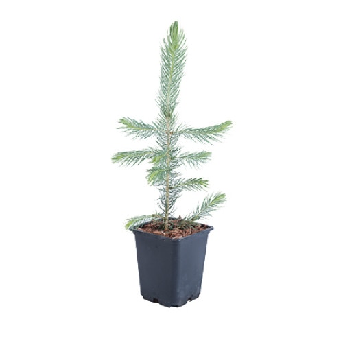 Molid - Picea Pungens Majestic 20 - 30 cm