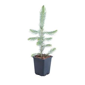 Molid - Picea Pungens Majestic 20 - 30 cm Molid - Picea Pungens Majestic 20 - 30 cm