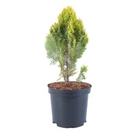 tuia - thuja orientalis lakatos 40 - 50 cm imagen 53_0_
0