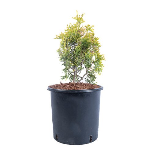 Tuia - Thuja Occidentalis Szolosi - diametru 10 - 20 cm