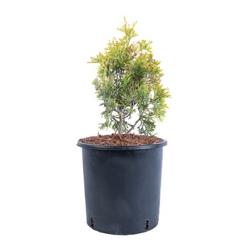 Tuia - Thuja Occidentalis Szolosi - diametru 10 - 20 cm Tuia - Thuja Occidentalis Szolosi - diametru 10 - 20 cm