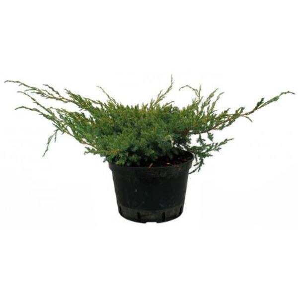 Ienupar Squamata Blue Carpet verde albastru