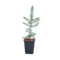 molid argintiu - picea pungens glauca 20 - 30 cm imagen 51_0_
0
