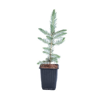 Molid argintiu - Picea Pungens Glauca 20 - 30 cm Molid argintiu - Picea Pungens Glauca 20 - 30 cm