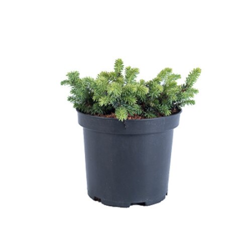 Molid - Picea Pungens Waldbrunn - diametru 10 - 20 cm