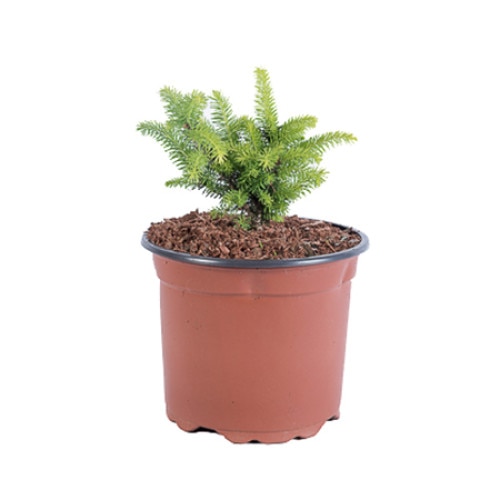 Molid - Picea Abies Nidiformis - diametru 10 - 20 cm