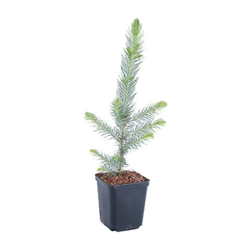 Molid - Picea Pungens Glauca Royal Blue 20 - 30 cm